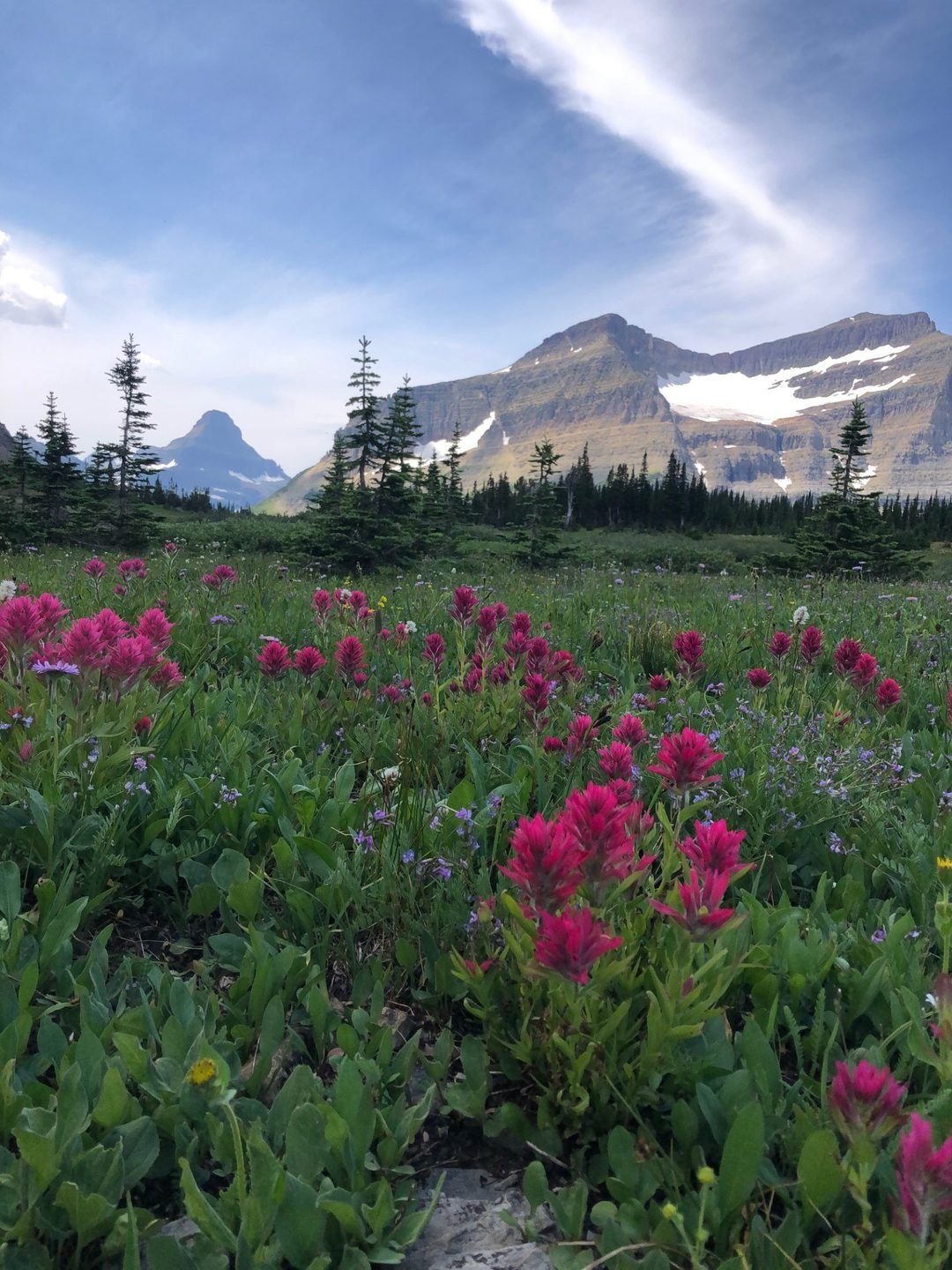 An alpine meadow of Indian paintbrush and conifers below snow-patched peaks in Glacier National Park
